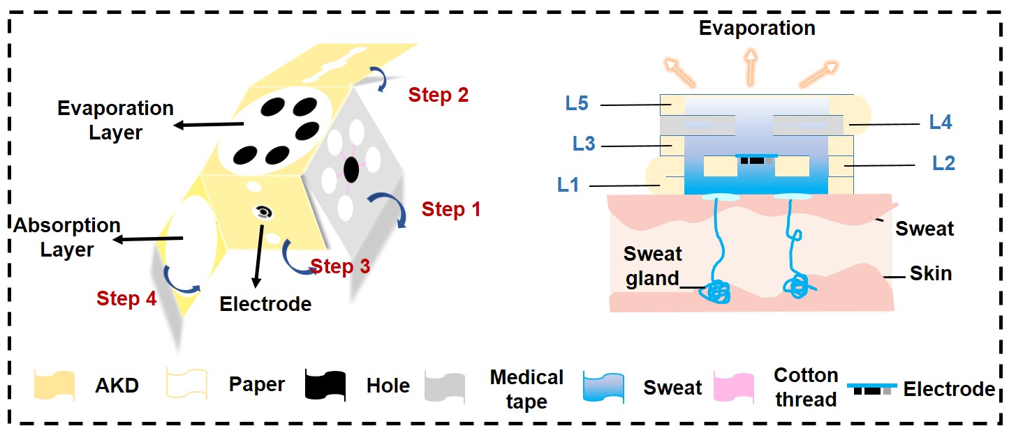 Fig. 3 Diagram of the structure of the paper-based microfluidic noninvasive sweat sensor..jpg